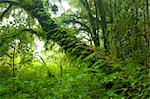 Doi inthanon national park, Thailand