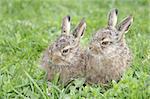 two little hares on the green grass