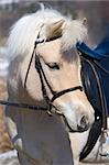 Portrait of a Norwegian Fjordhorse with sadle and bridle.