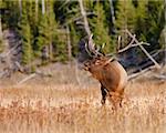 Bull elk during fall