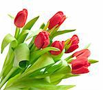 red tulips isolated on white