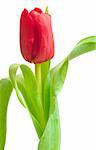 one red tulip isolated on white