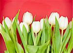 white tulips on red
