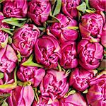 beautiful pink double tulips, background,