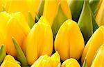 beautiful yellow tulips, big bouquet