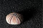 Closeup of sea urchin shell on the black sand of volcanic origin