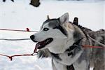 Two Siberian Husky dogs - standing in the snow