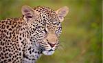 Leopard (Panthera pardus) standing in savannah in nature reserve in South Africa