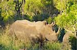 Large white (square-lipped) rhinoceros (Ceratotherium simum) bull eating in the nature reserve in South Africa