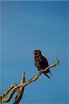 Bateleur eagle (Teratophius Ecaudatus) sitting on a dry branch of a tree against blue sky in South Africa