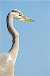 Grey Heron (Ardea Cinerea) against blue sky background in nature reserve in South Africa