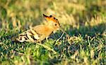 African Hoopoe (Upupa epops), the only species in family Upupidae in nature reserve in South Africa