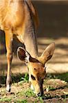 Single red impala (Aepyceros melampus) eating on the road in the nature reserve in South Africa