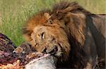 Single male lion (panthera leo) eating on giraffe carcass in savannah in South Africa