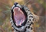 Leopard (Panthera pardus) yawning in nature reserve in South Africa. Focus is on the mouth