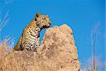Leopard (Panthera pardus) sitting on the rock in the wild in South Africa