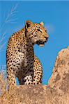 Leopard (Panthera pardus) standing on the rock in savannah in nature reserve in South Africa