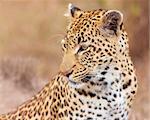 Leopard (Panthera pardus) sitting in savannah in nature reserve in South Africa