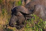 Buffalo (Syncerus caffer) in the wild in South Africa