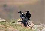 White-necked Ravens (Corvus albicollis) sitiing on a rock in South Africa