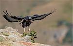 Jackal Buzzard (Buteo rufofuscus) landing on the rock in South Africa
