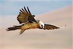 Lammergeyer or Bearded Vulture (Gypaetus barbatus) in flight looking for prey in South Africa