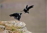 White-necked Ravens (Corvus albicollis) fighting on top of a hill in South Africa