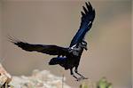 White-necked Raven (Corvus albicollis) in flight in South Africa