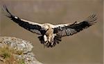 The Cape Griffon or Cape Vulture (Gyps coprotheres) landing onto the rock in South Africa. It is an Old World vulture in the Accipitridae family