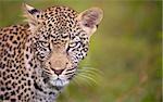 Leopard (Panthera pardus) standing in savanna in nature reserve in South Africa