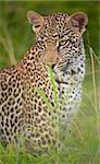 Leopard (Panthera pardus) resting in savanna in nature reserve in South Africa