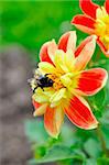 Little bee on beautiful red and yellow flower outdoors in the garden