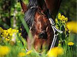 grazing bay horse outdoor sunny day