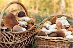 large basket with porcini mushrooms in the forest