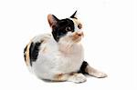 young tricolor cat in front of white background