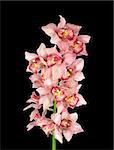 Perfect pink orchid isolated on black background