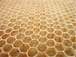 empty honey texture as nice bee background
