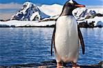 penguin on the stone coast of Antarctica, mountains in the background