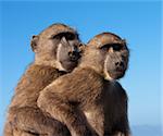 Two chacma baboons (papio ursinus) are outlined against the sky. These two monkeys, part of a large troop, were sitting on top of a car near the Cape of Good Hope in South Africa. Chacma baboons are African Old World monkeys and are some of the largest non-hominid members of the primate order.