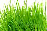 green grass on a white background