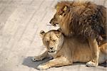 Wild lions. Lions in a zoo. Force and beauty of the nature.