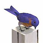 Bird Male Western Bluebird. 3D rendering with clipping path and shadow over white