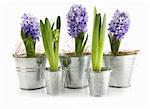 Purple hyacinth in aluminum pots on white