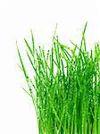 green grass isolated on a white background
