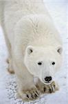 Portrait of a polar bear close up at a short distance.