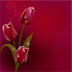 Red dark background with bunch of purple tulips