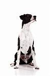 Beautiful mixed breed dog sitting over white background