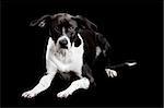 Beautiful mixed breed dog lying and isolated on black background