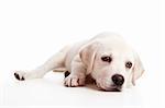 Beautiful labrador retriever cream puppy isolated on white background