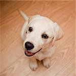 Top view of a labrador retriever puppy sitting on the floor